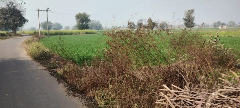 Barodameo, Rajasthan 301021, India