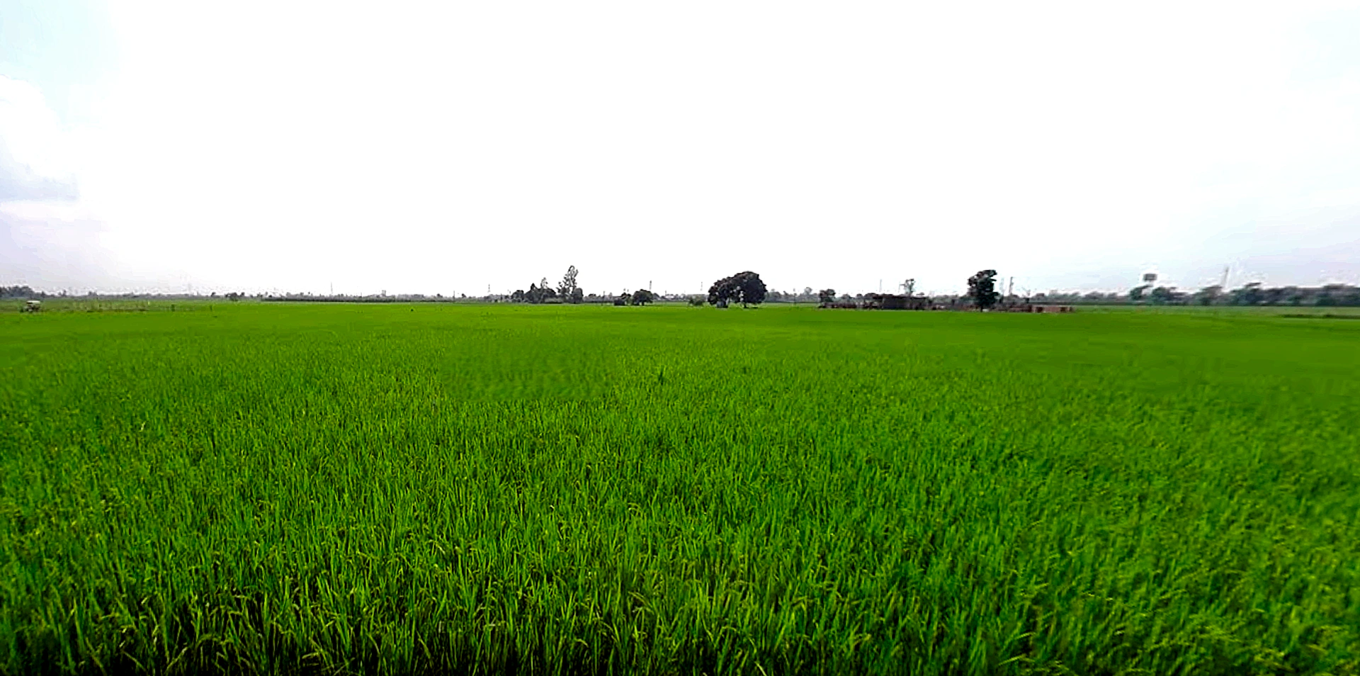 Rajpura, Punjab, India