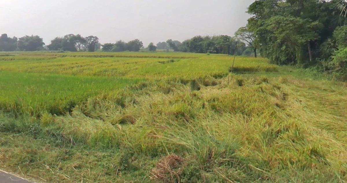 AGRICULTURAL in Sindaus, etawah