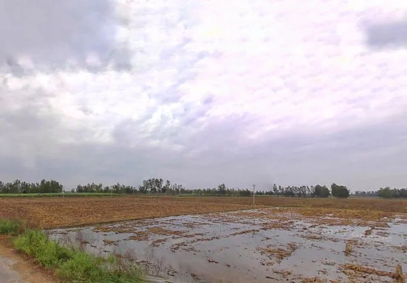 Puranpur Rd, Navadia Mankanth, Uttar Pradesh, India preview 2