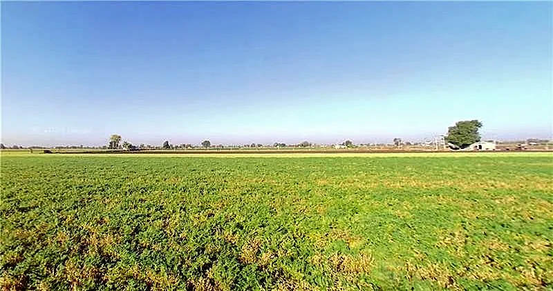Agricultural Land in Dhari, Amreli