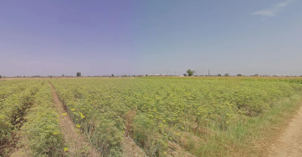 Dhrangadhra, Gujarat 363310, India