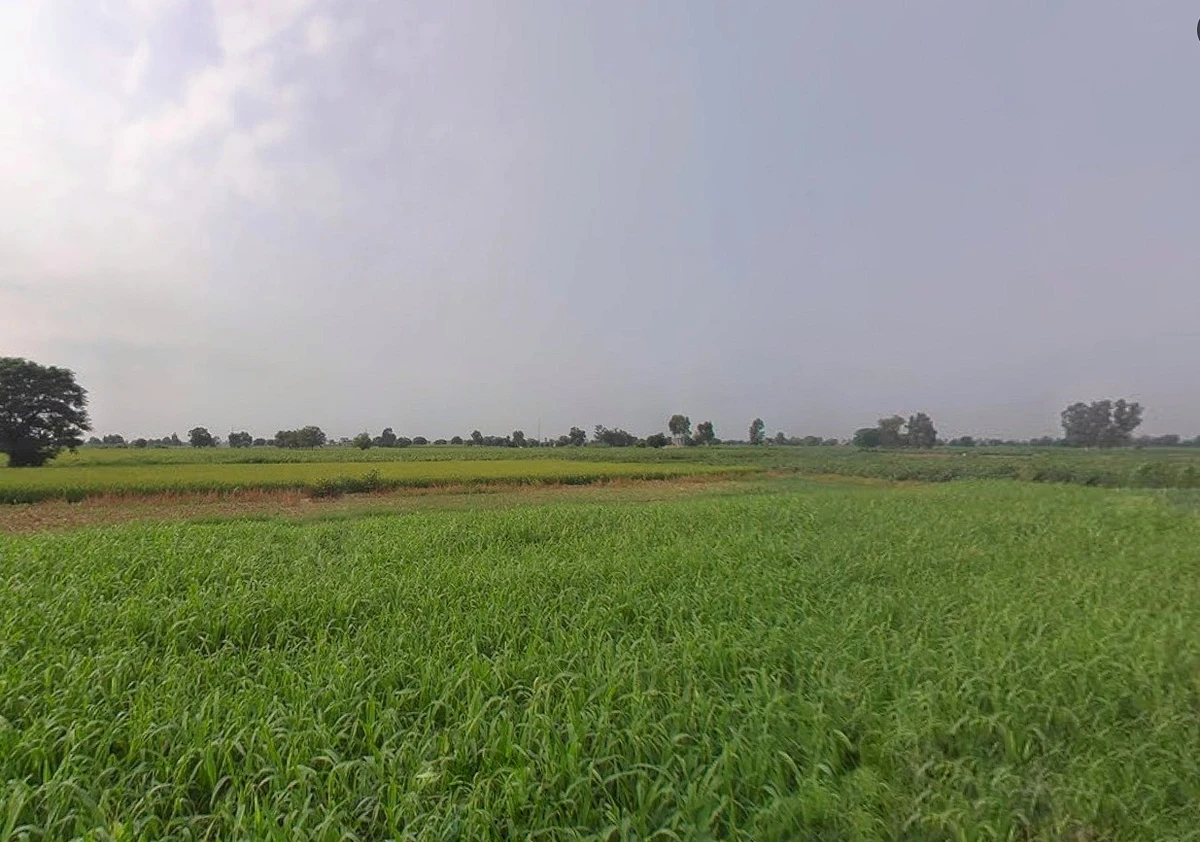 Agricultural Land in Patna, dhrampur,bihta, Patna