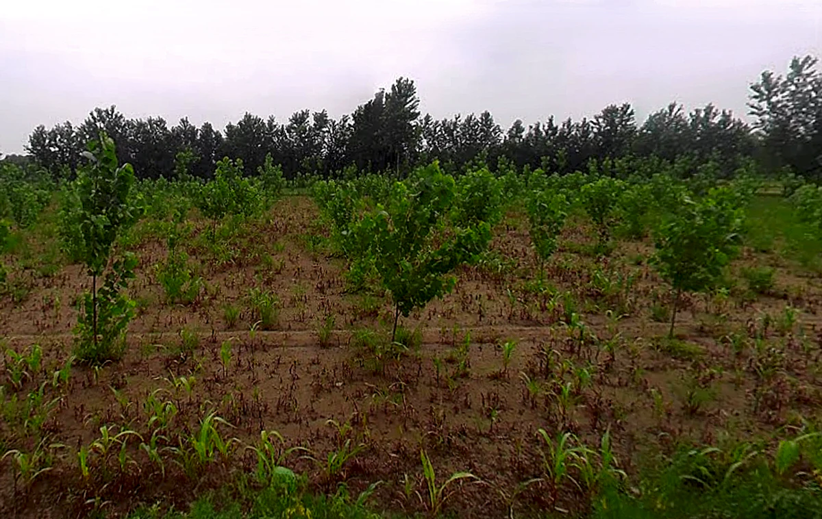 Salampur Gadda, Uttar Pradesh 247001, India