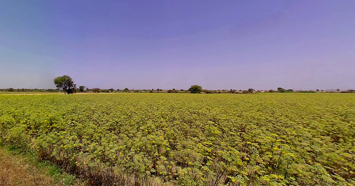 Sami, Gujarat 384245, India