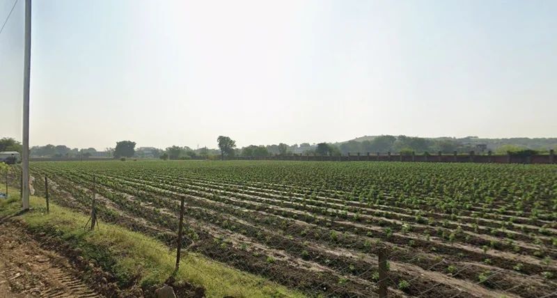Agricultural Land in Alwasa, Indore