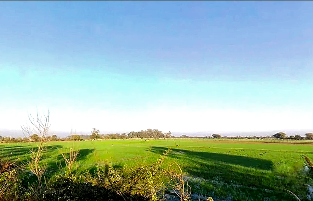 Mawana, Uttar Pradesh, India