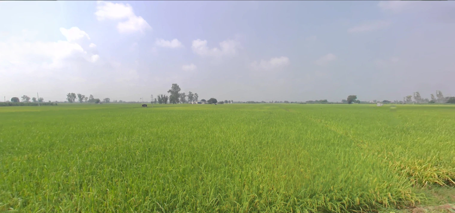 Bazpur, Uttarakhand 262401, India