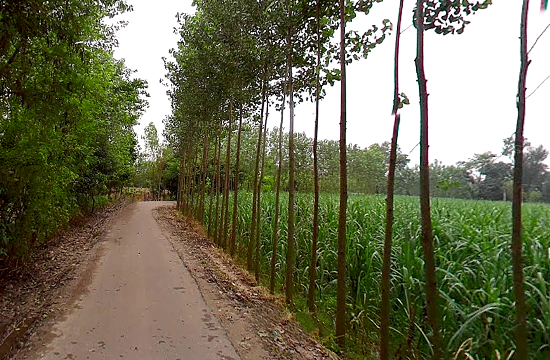 2MJJ+QJM, Unnamed Road, Badhedi, Uttar Pradesh 247001, India