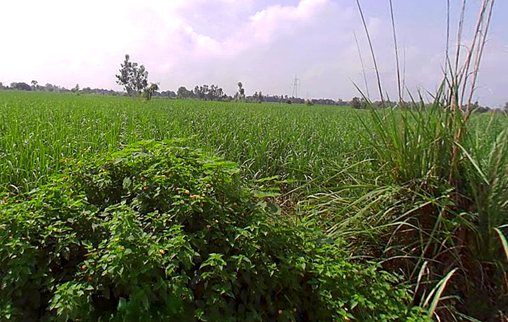 Bhaguwala, Uttar Pradesh 246749, India