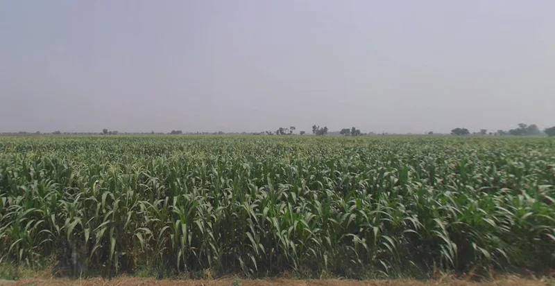 Agricultural Land in Bhachau/vandhiya, Kutch