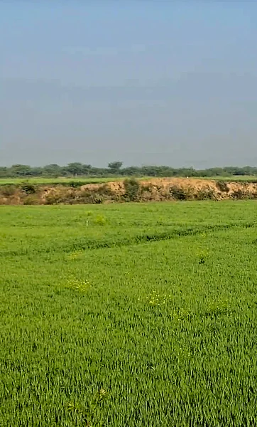 J7H6+6M Peepalda, Rajasthan, India