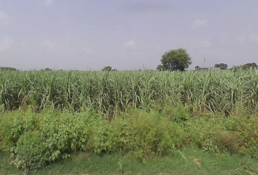 Agricultural Land in Baraut, Baghpat