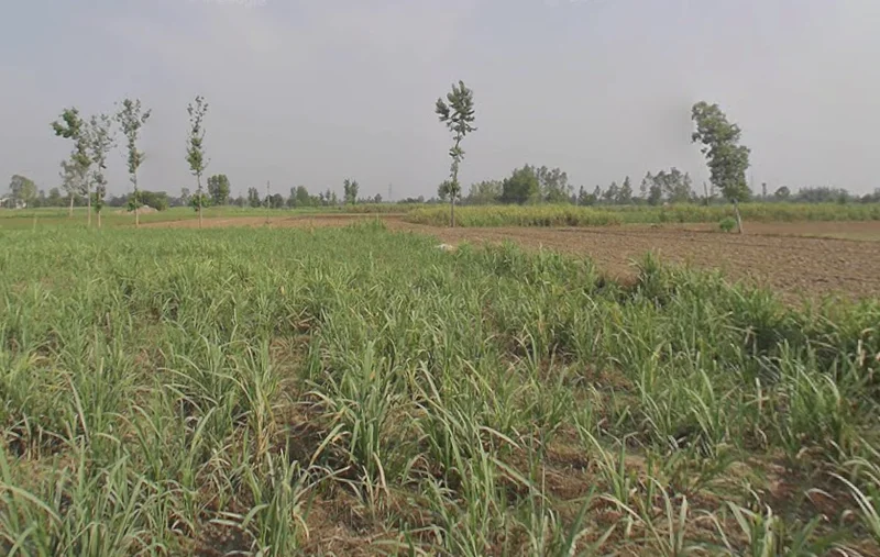 Amroha, Uttar Pradesh, India preview 2