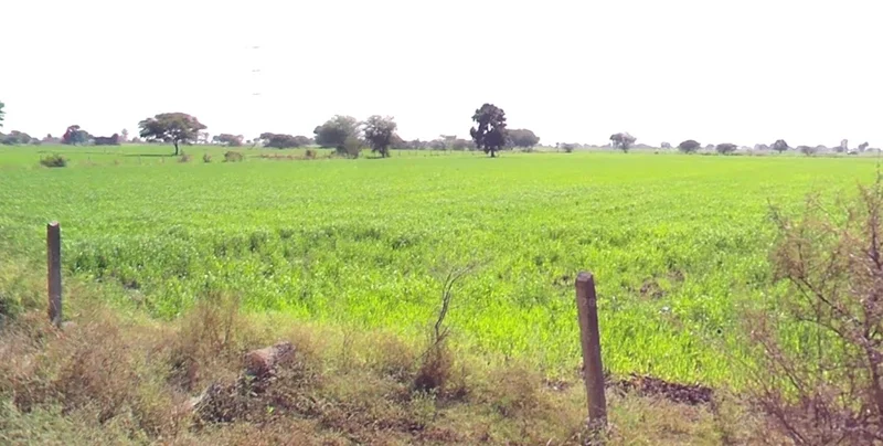 Bodwada Buzurg, Madhya Pradesh 454001, India