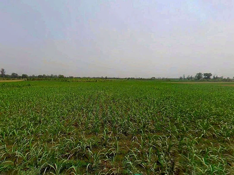 Sardhana, Uttar Pradesh 250342, India preview 3