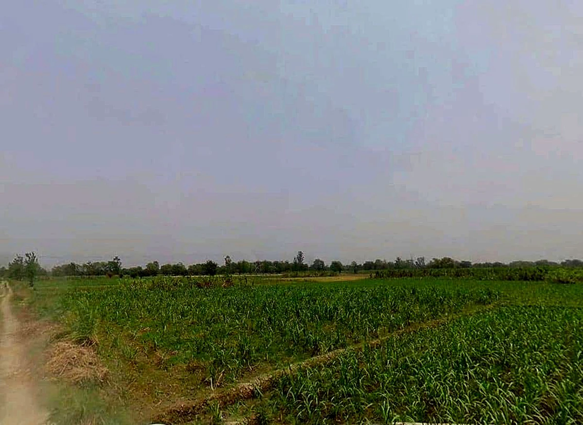Sardhana, Uttar Pradesh 250342, India