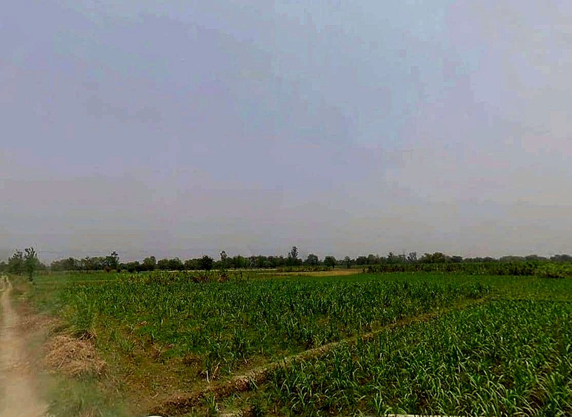 Sardhana, Uttar Pradesh 250342, India