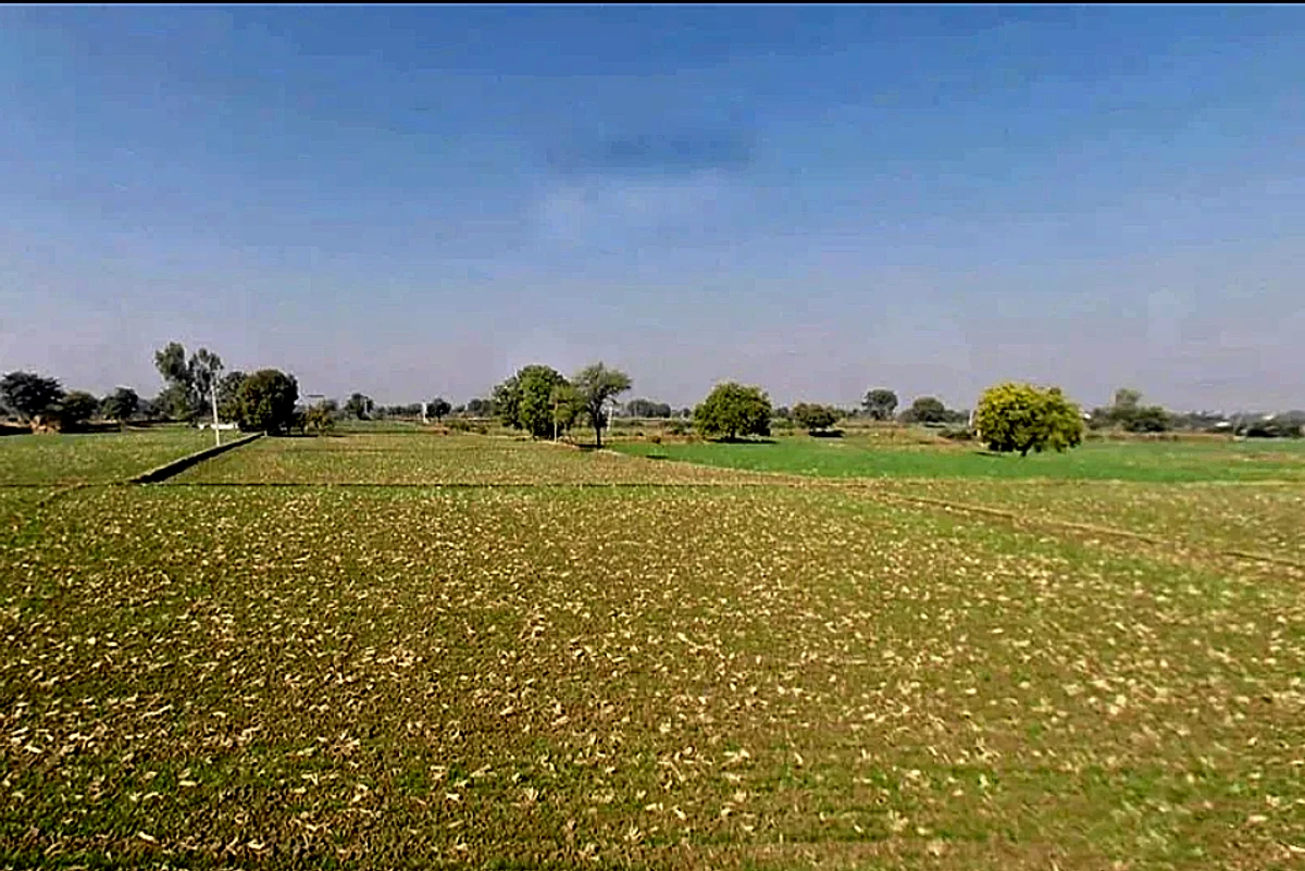 Morija, Rajasthan, India