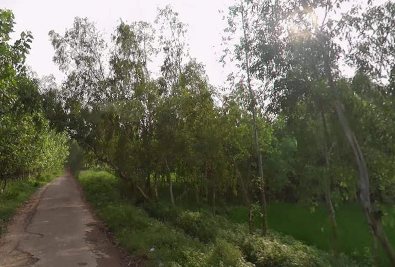 Mirzapur Pole, Uttar Pradesh 247121, India