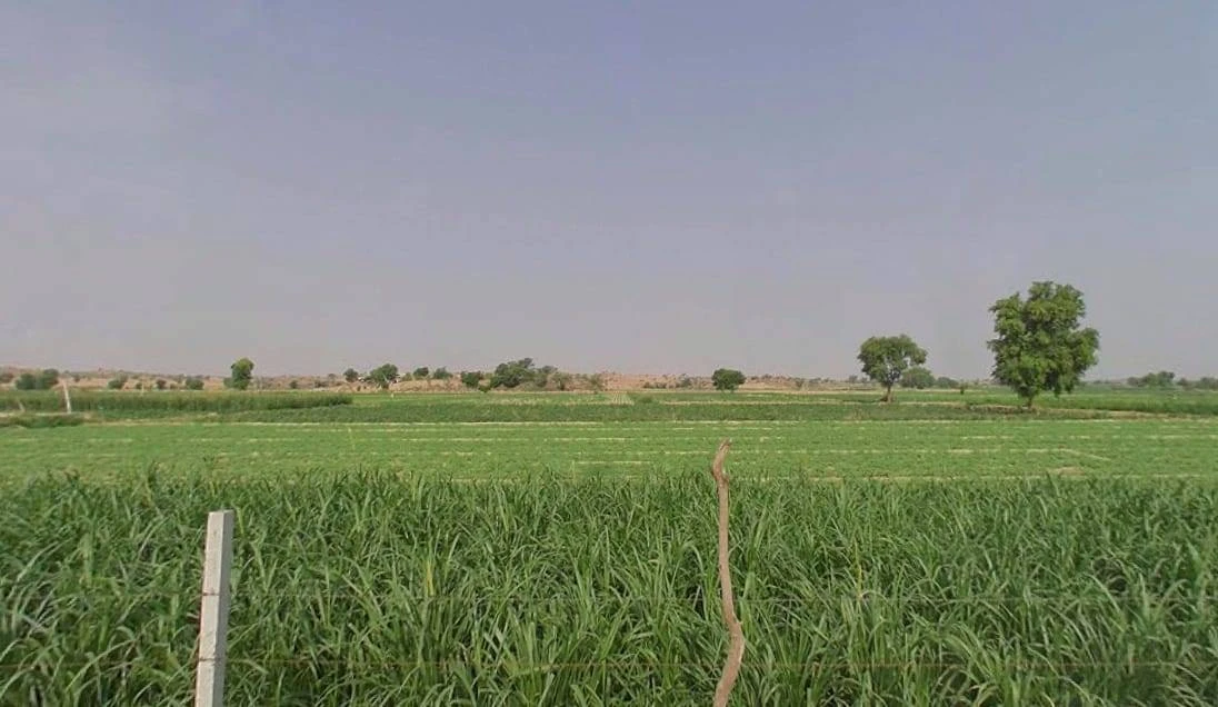 Thethar, Rajasthan, India