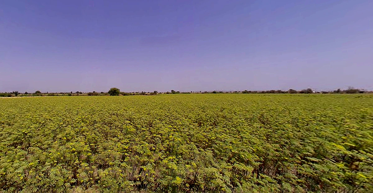 Sami, Gujarat 384245, India