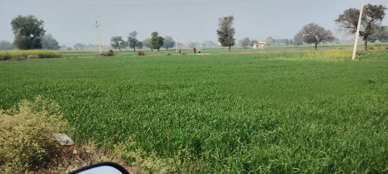 Seetal, Rajasthan 301021, India