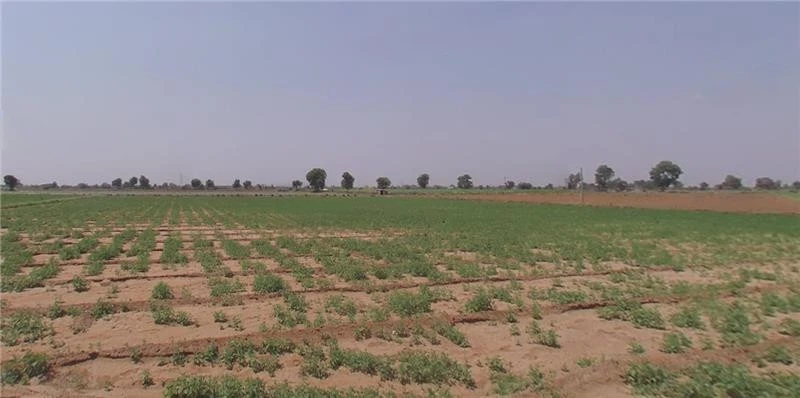 Agricultural Land in Deesa/vadaval, Banaskantha