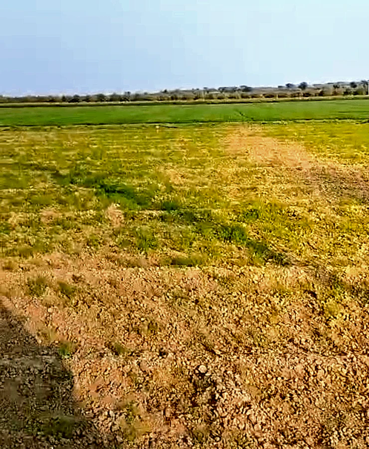 MGMW+W6 Odhandha, Rajasthan, India