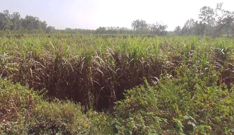 Biharigarh, Uttar Pradesh 247662, India preview 2