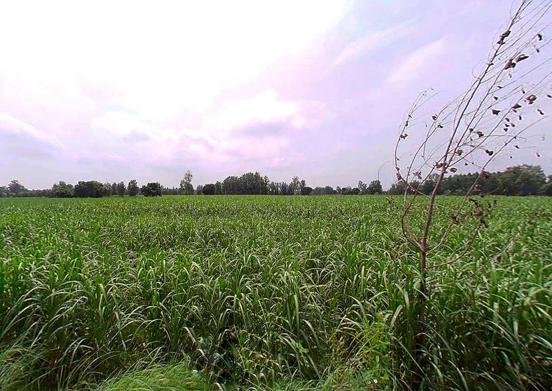 P3JQ+3C8, Salarpur, Uttar Pradesh 245205, India preview 3