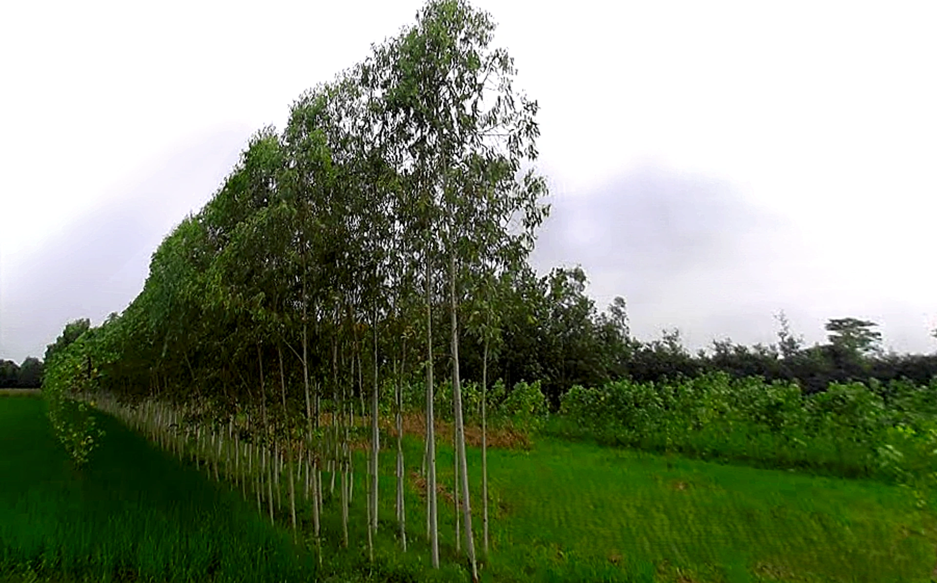 Chataki, Uttar Pradesh 247121, India