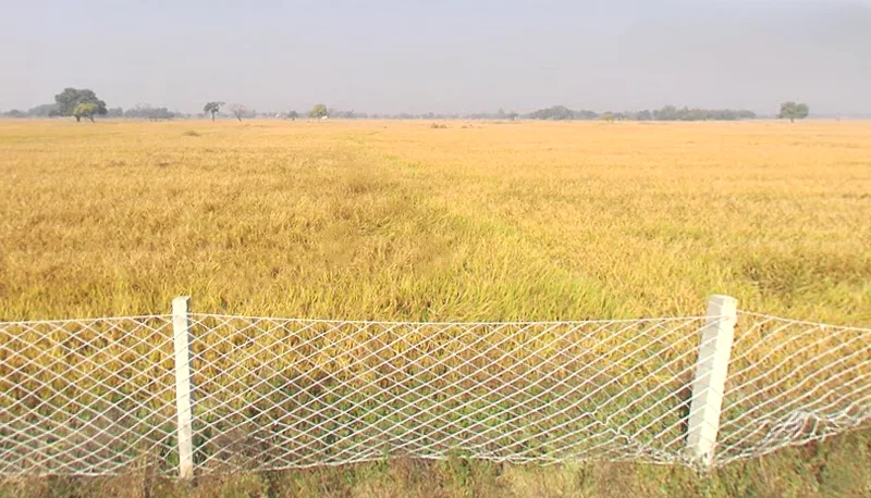 Koraon, Uttar Pradesh 212306, India preview 2