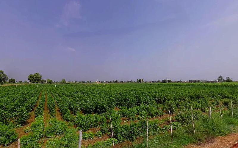 Talwandi Rana, Haryana 125005, India preview 2