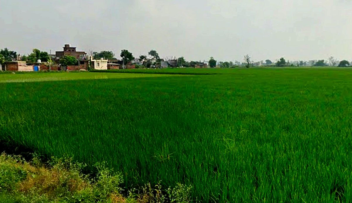 PG7P+J69, Simga - Kawardha Rd, Berla, Bemetara, Chhattisgarh 491335, India