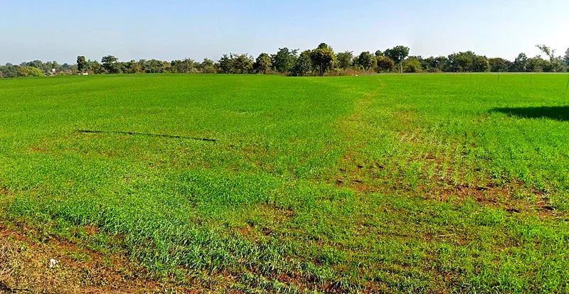 Agricultural Land in Bhanpur, Bhopal