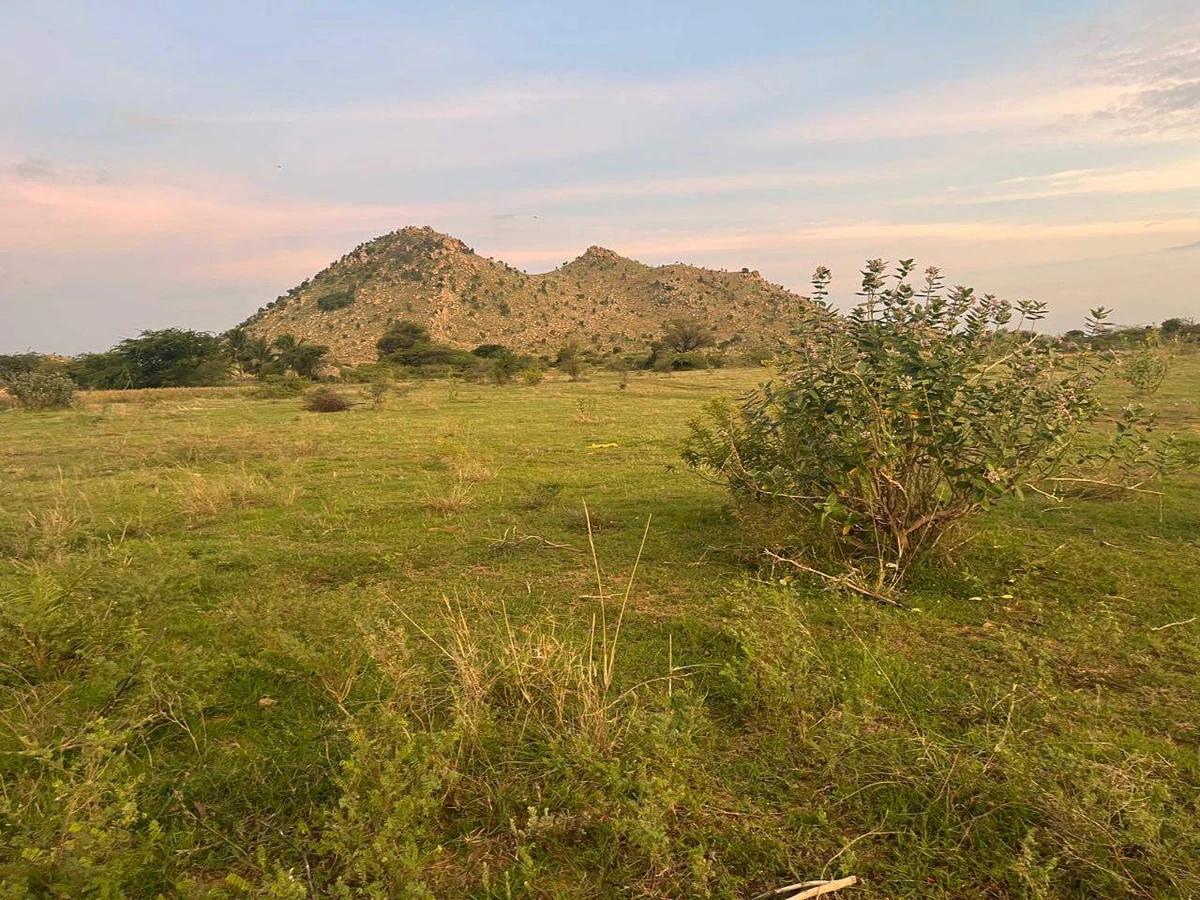 XX93+R8 Tangedukunta, Andhra Pradesh, India