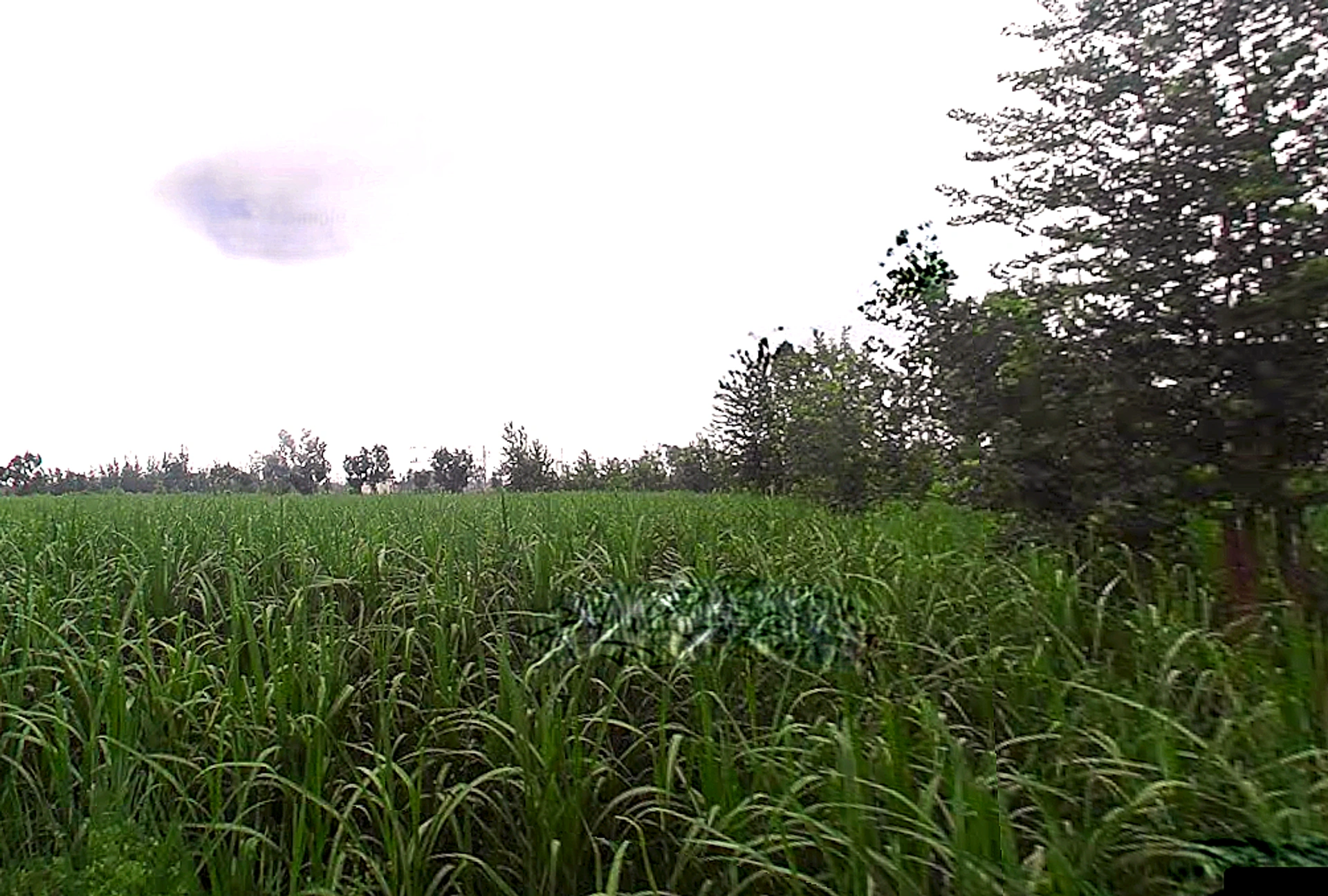 Laksar, Uttarakhand 247663, India