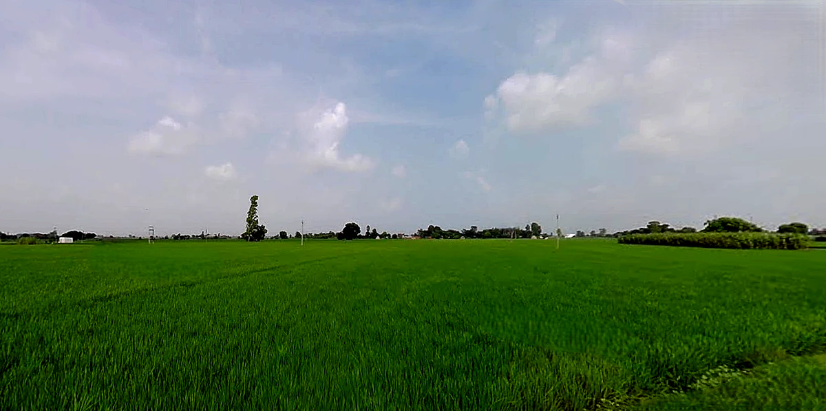 Rajpura, Punjab, India