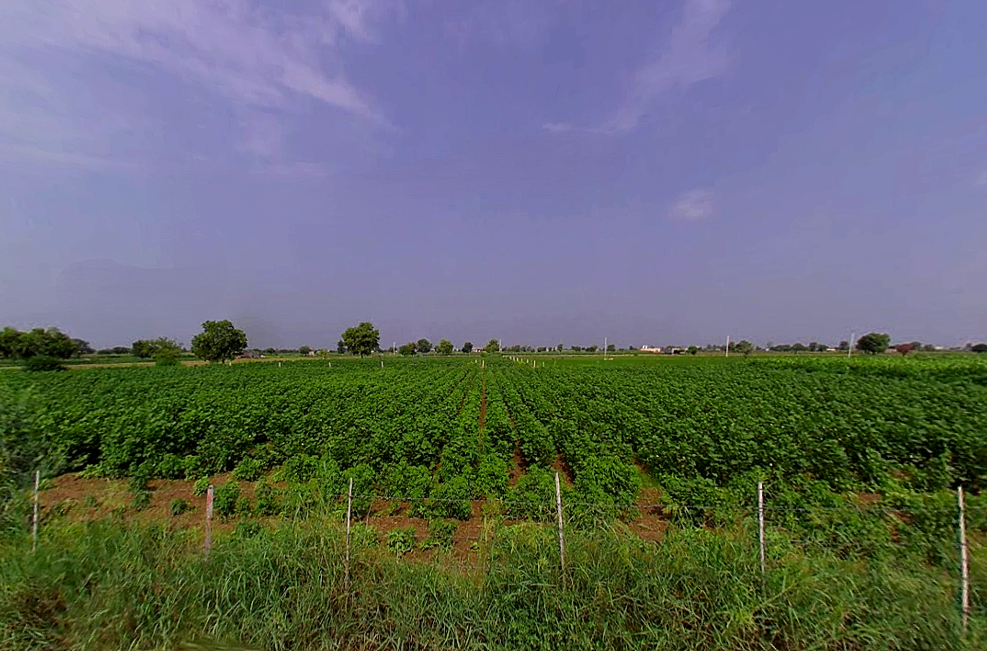 Talwandi Rana, Haryana 125005, India