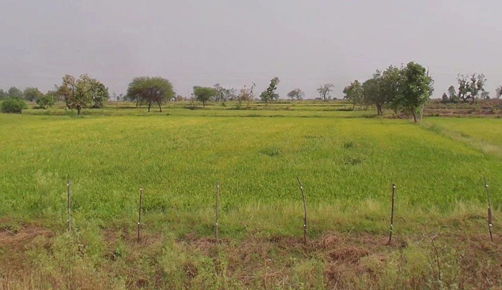 Jhalap, Chhattisgarh 493551, India