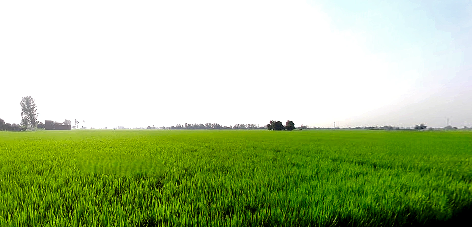 Rajpura, Punjab, India