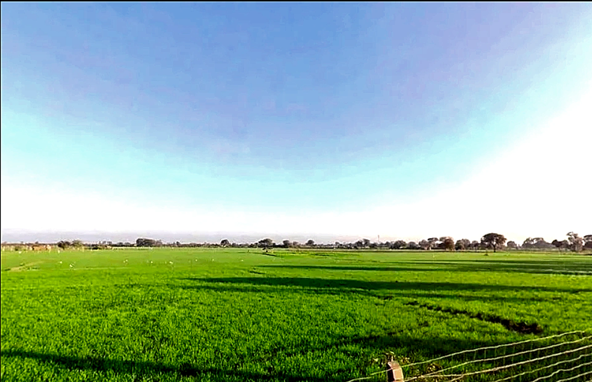 Mawana, Uttar Pradesh, India