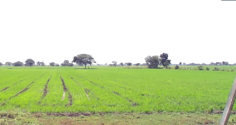 Bodwada Buzurg, Madhya Pradesh 454001, India