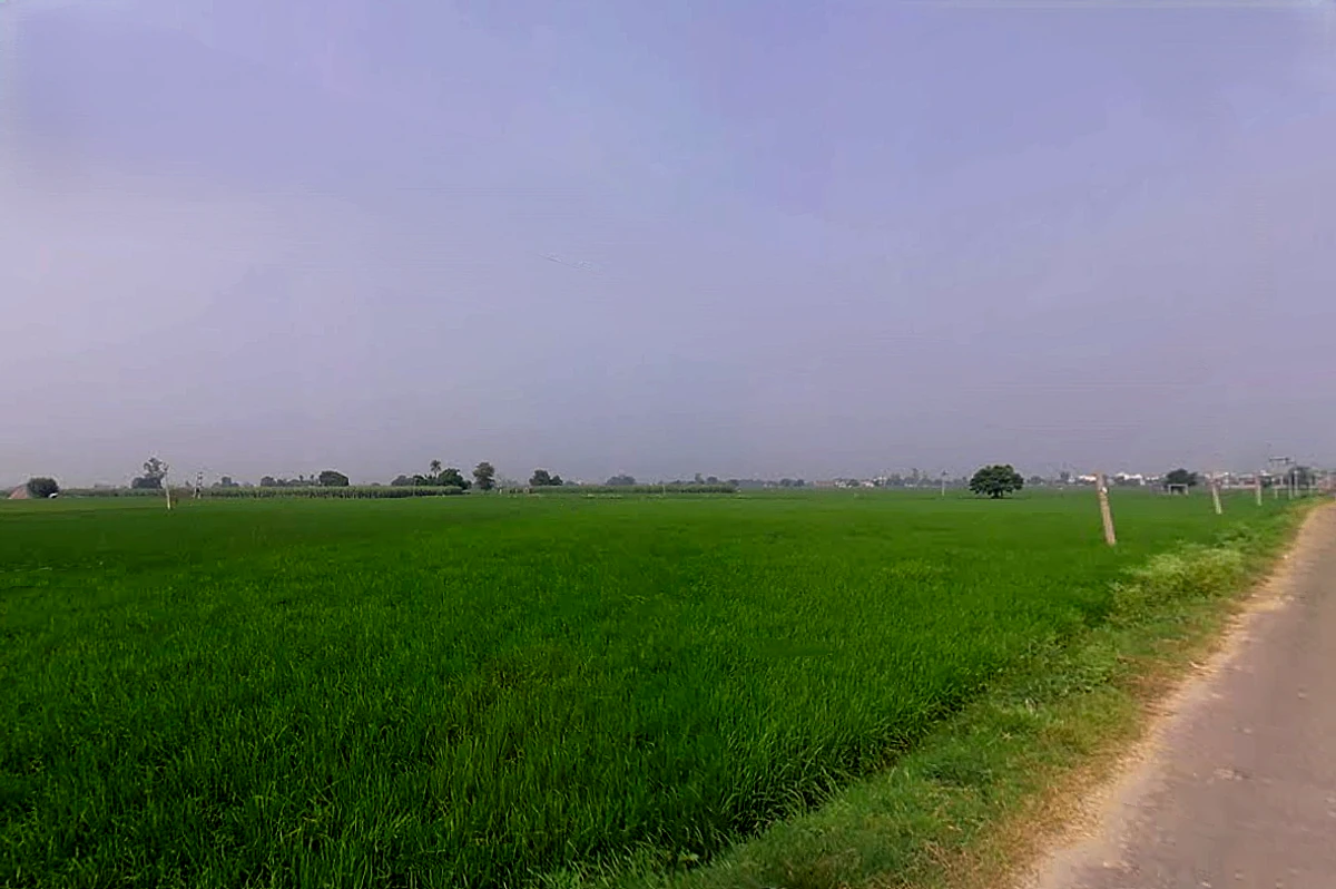 Sandhir, Haryana 132117, India