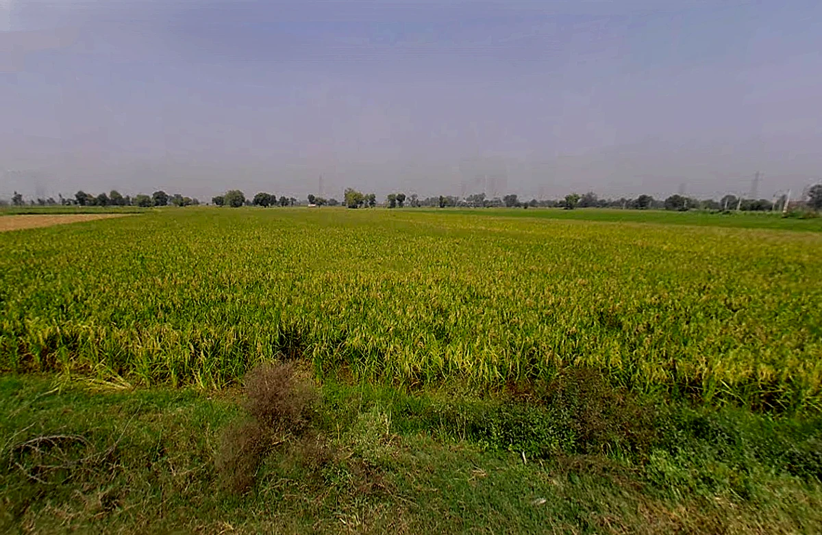 Ranwari, Uttar Pradesh 281401, India