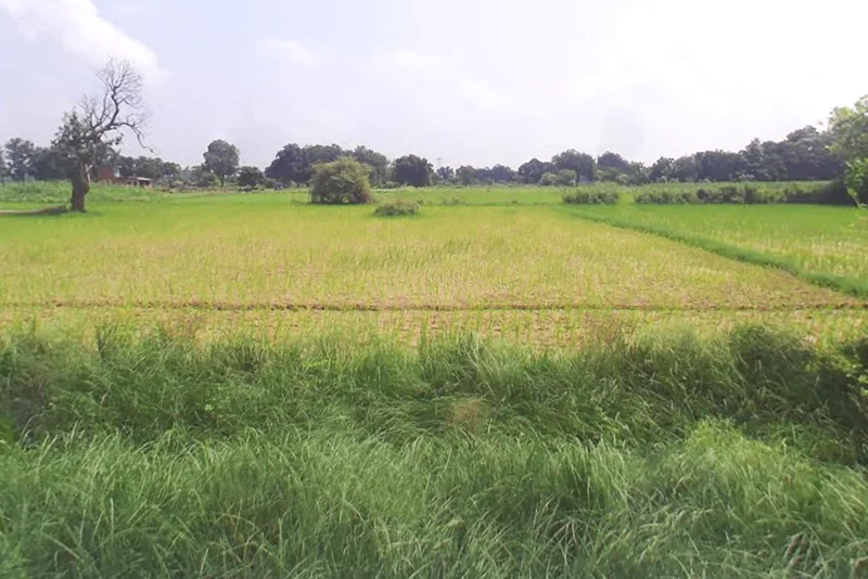 69JQ+M56, Bahadurgarh, Barai Garh, Uttar Pradesh 209401, India