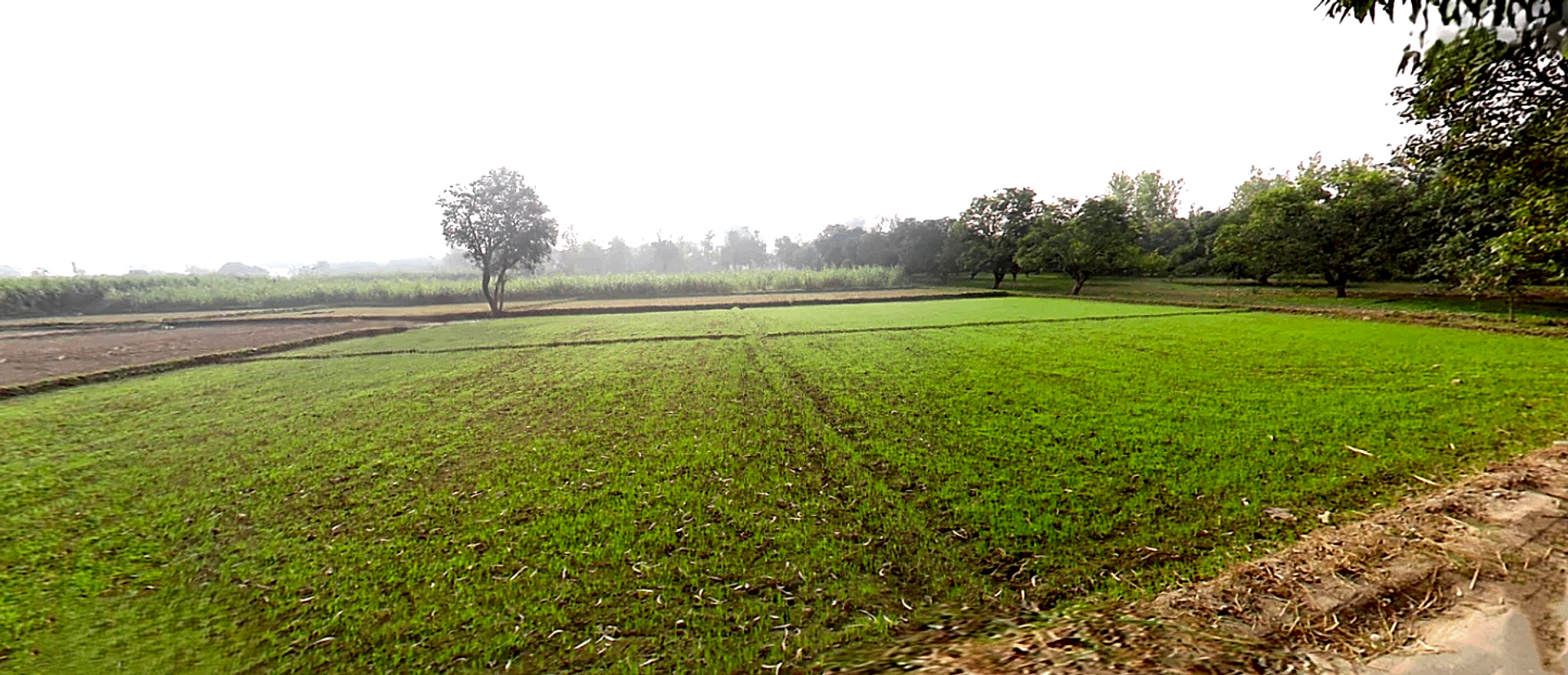 Hasanpur, Uttarakhand 247662, India