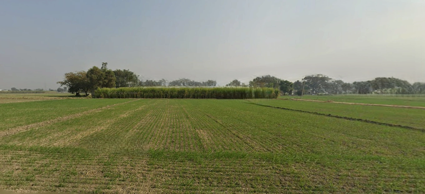 Bhabiana, Punjab 144407, India