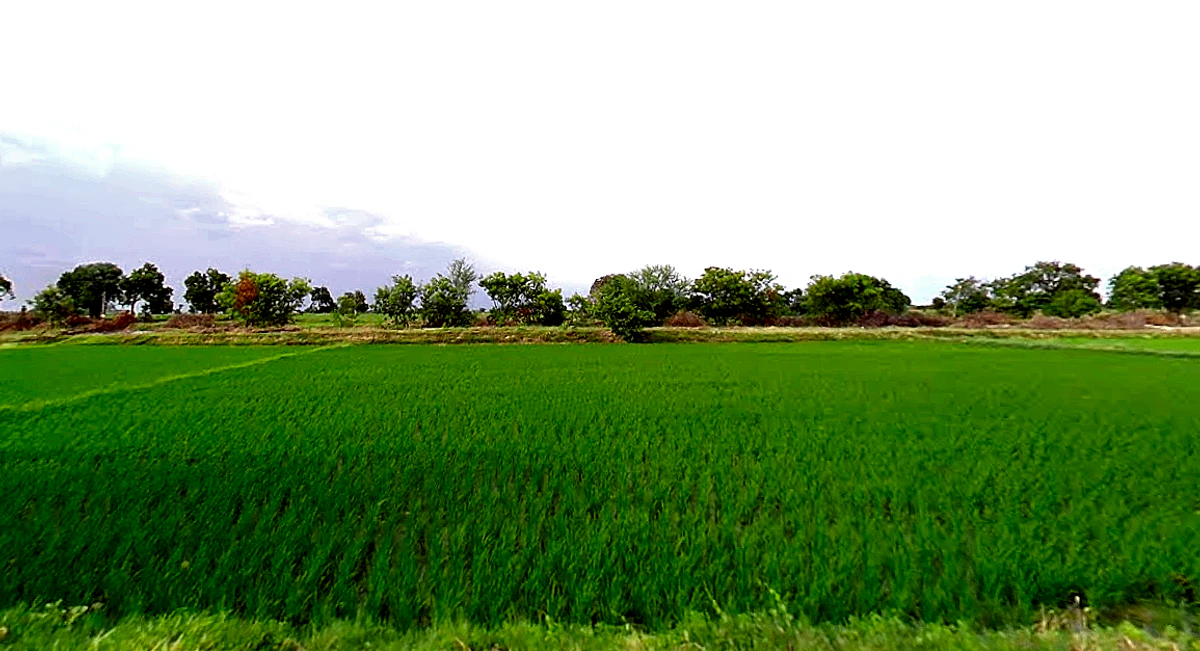 Makthal, Telangana 509208, India